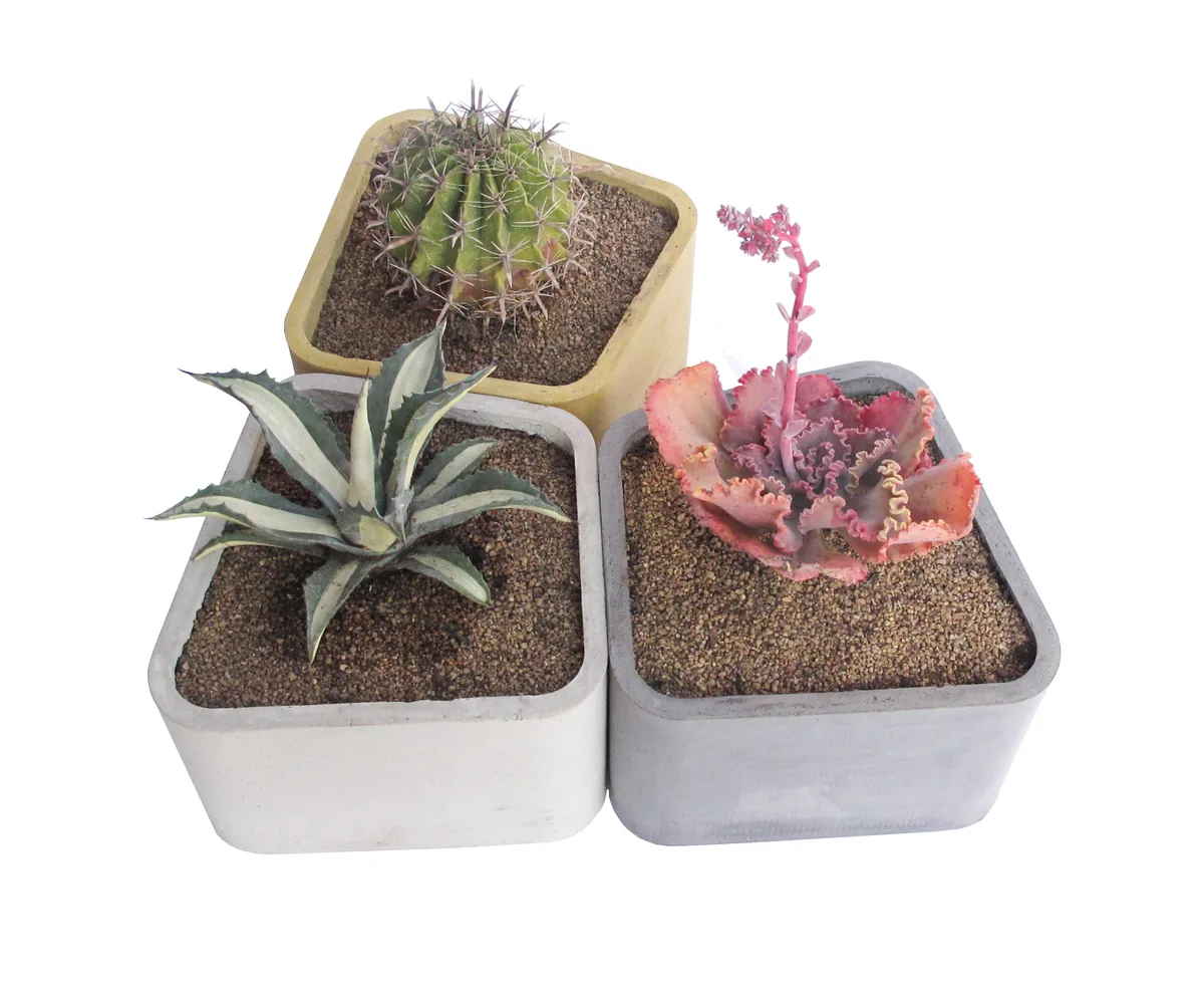 Macetero Módulo Rounded gris con agave